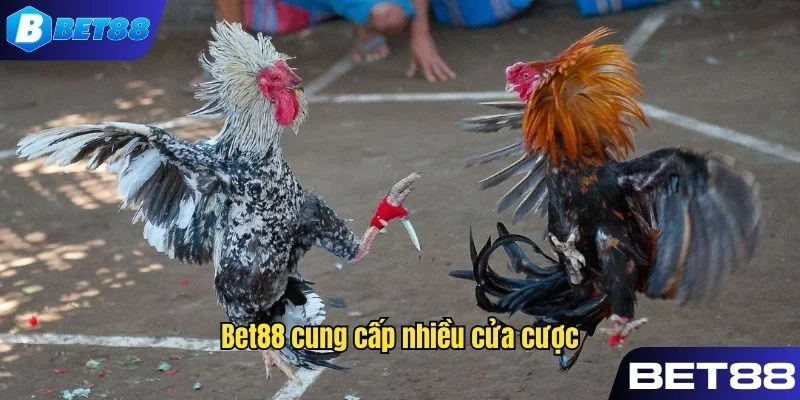 Bet88 cung cấp thông tin về các hình thức cược khác