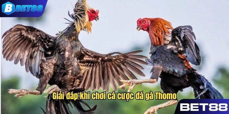 Giải đáp thắc mắc về rút tiền khi chơi cá cược đá gà Thomo