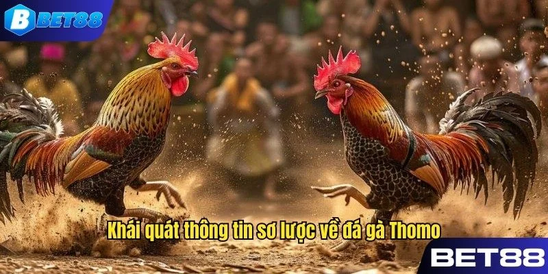Tìm hiểu cơ bản về cách chơi đá gà Thomo trực tuyến