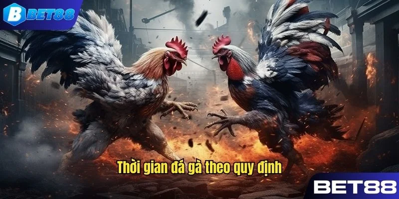 Phân tích nguyên tắc về thời gian trong cá cược đá gà