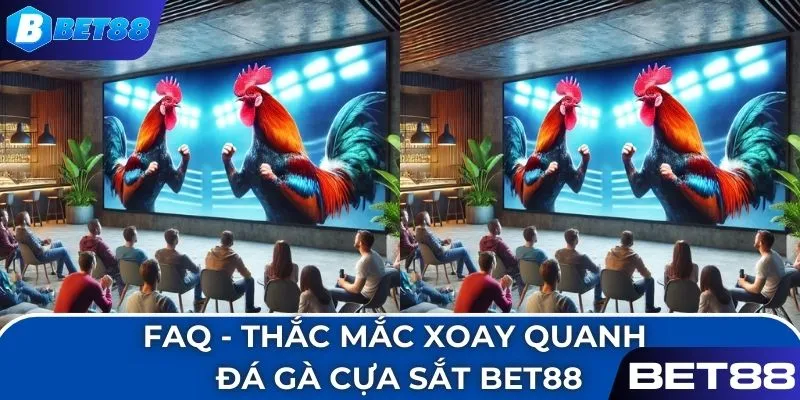 FAQ - Thắc mắc xoay quanh đá gà cựa sắt BET88
