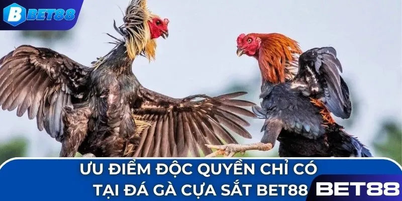 Ưu điểm độc quyền chỉ có tại đá gà cựa sắt BET88